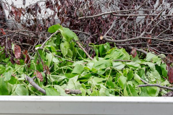 Cost of Brush Hauling in Mission Viejo