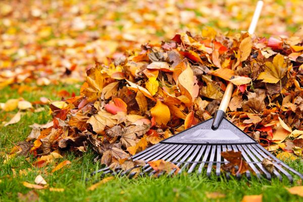 Cost of Leaves Removal in Mission Viejo