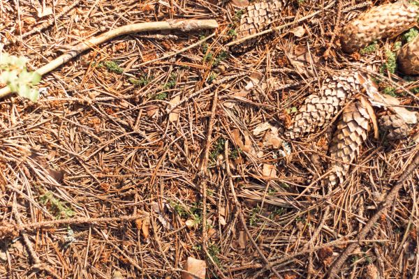 Cost of Pine Needles Removal in Mission Viejo