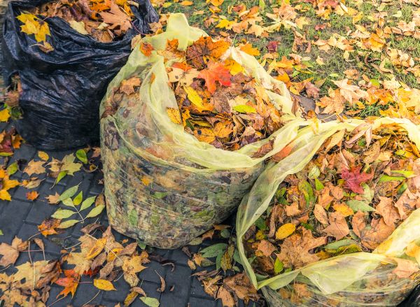 Cost of Yard Cleanup Service in Mission Viejo
