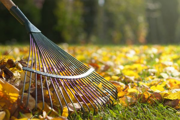 Cost of Leaf Raking Service in Mission Viejo