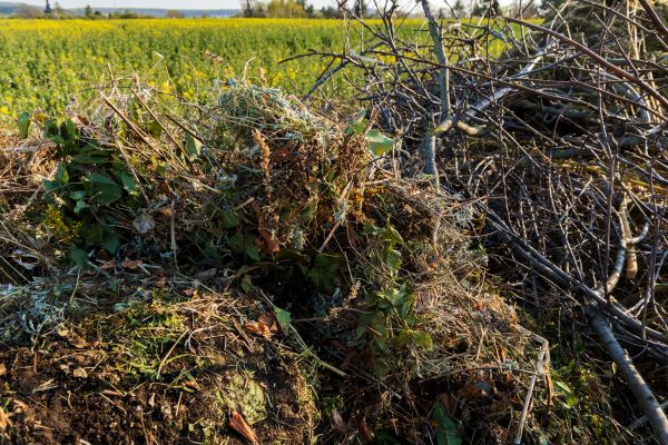 Cost of Brush Disposal in Mission Viejo