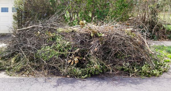 Cost of Tree Limb Cleanup in Mission Viejo