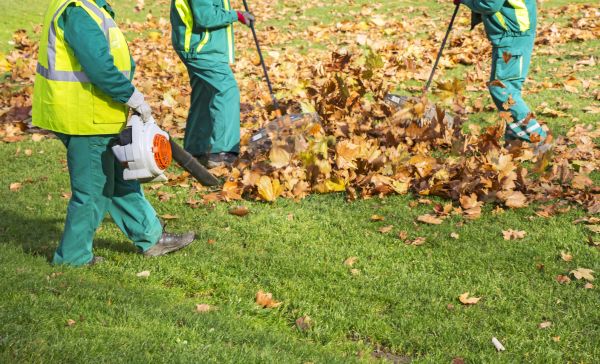 Cost of Leaf Maintenance in Mission Viejo