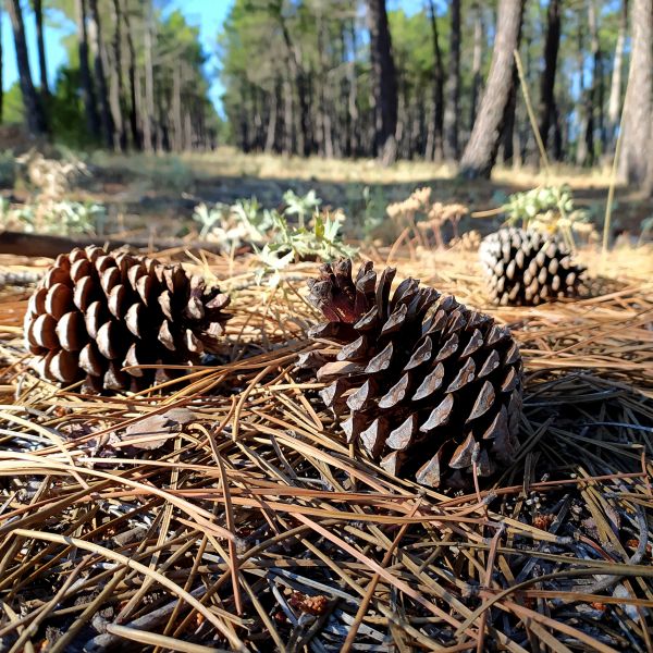 Cost of Pine Cone Removal in Mission Viejo