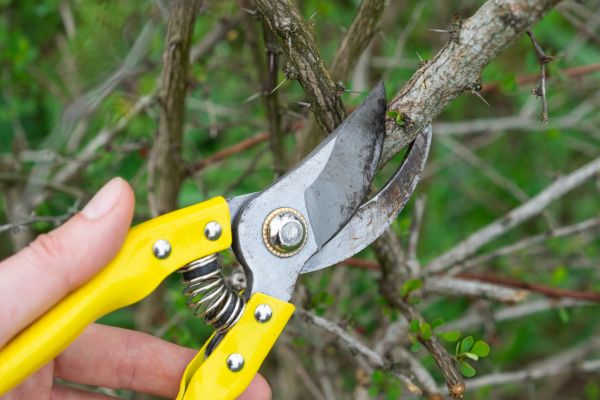 Cost of Limbs Removal in Mission Viejo