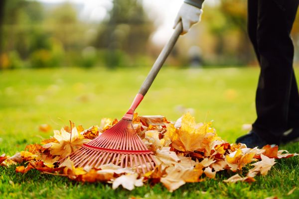 Cost of Ditch Leaf Removal in Mission Viejo