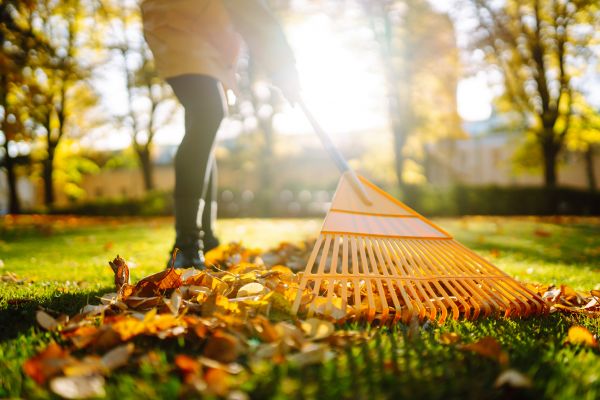 Cost of Leaves Raking in Mission Viejo