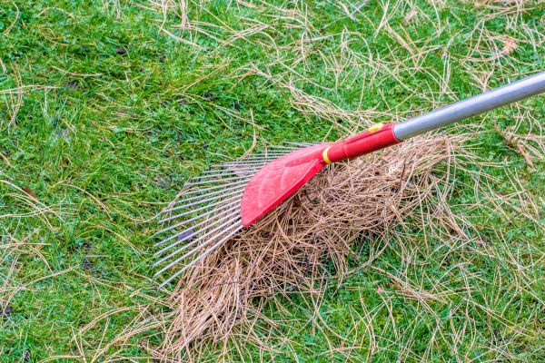 Cost of Yard Raking in Mission Viejo