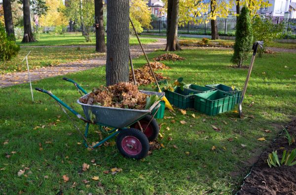Cost of Leaf Clearing Service in Mission Viejo