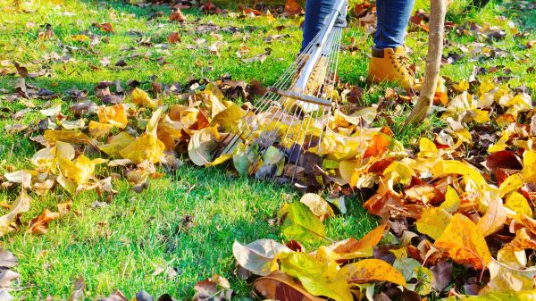 Cost of Lawn Cleanup Service in Mission Viejo